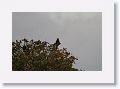 Northern Crested Caracara.