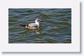 Black-headed Gull