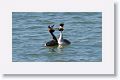 Great Crested Grebes in courtship display