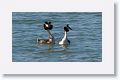 Great Crested Grebes