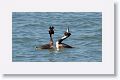 Great Crested Grebes