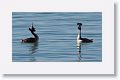 Great Crested Grebes