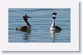 Great Crested Grebes