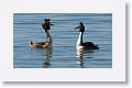 Great Crested Grebes