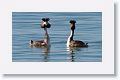 Great Crested Grebes