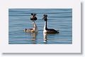 Great Crested Grebes