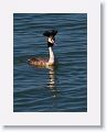 Great Crested Grebe