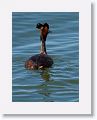 Great Crested Grebe