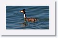 Great Crested Grebe