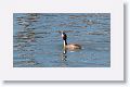 Great Crested Grebe