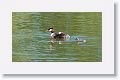 Great Crested Grebe with chicks