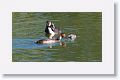 Great Crested Grebe with chicks