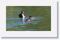 Great Crested Grebe with chicks