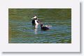 Great Crested Grebe with chicks