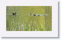 Female Mallard and chicks