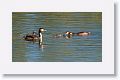 Great Crested Grebe with chicks