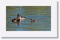 Great Crested Grebe with chicks