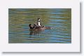 Great Crested Grebe with chicks