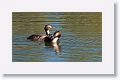 Great Crested Grebe with chicks