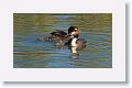 Great Crested Grebe with chicks