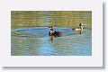 Great Crested Grebe with chicks