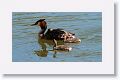 Great Crested Grebe with chicks