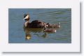 Great Crested Grebe with chicks