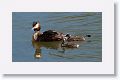 Great Crested Grebe with chicks