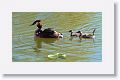 Great Crested Grebe with chicks