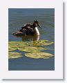 Great Crested Grebe with chicks