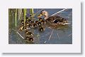 Female Mallard and chicks