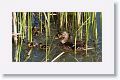 Female Mallard and chicks