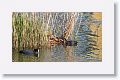 Eurasian Coot with chicks