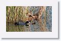 Eurasian Coot with chicks