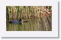 Eurasian Coot with chicks