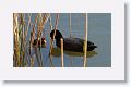 Eurasian Coot with chicks