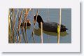 Eurasian Coot with chicks