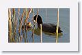 Eurasian Coot with chicks