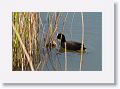 Eurasian Coot with chicks