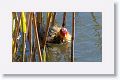 Eurasian Coot with chicks