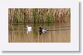 Male Mallard and color morph of Mallard also known as domesticated or Pekin Duck