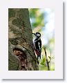 Male Great Spotted Woodpecker