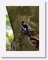 Male Great Spotted Woodpecker