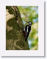 Male Great Spotted Woodpecker