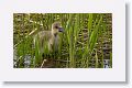 Greylag Geese and goslings