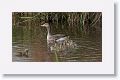 Greylag Geese and goslings