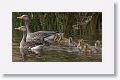 Greylag Geese and goslings