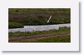 Black-headed Gull