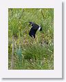 Northern Lapwing