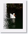 Herring Gull with crab